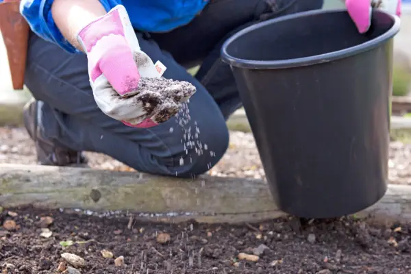 How to plant onion sets - preparing the soil.