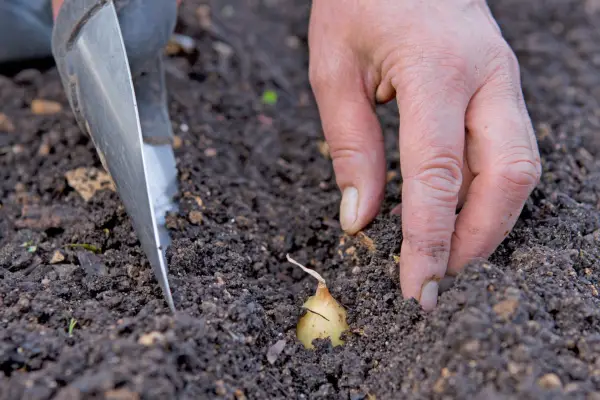 How to plant onion sets - covering the sets with soil