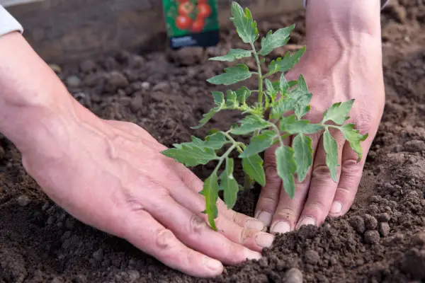 Planting a tomato plant