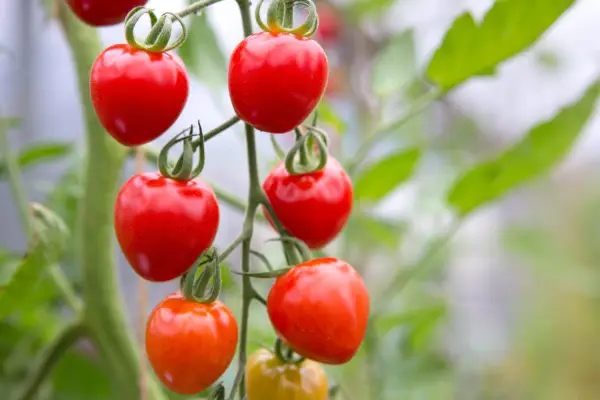 Cherry tomato variety 