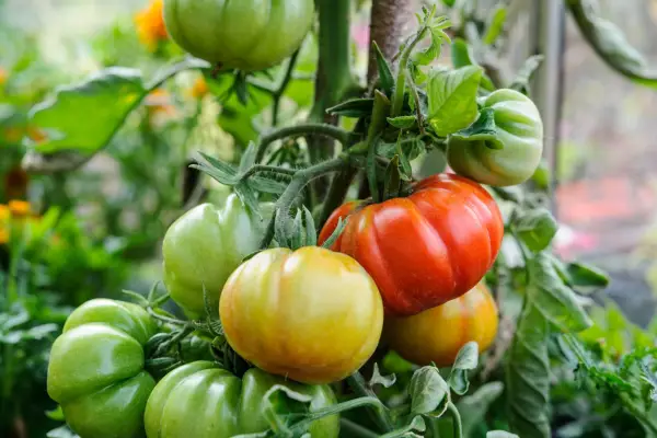 Beefsteak tomato variety 