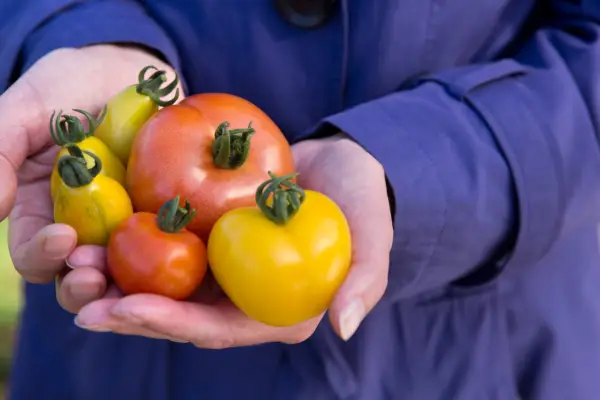 Hands holding a selection of harvested Tomatoes red and yellow varieties
