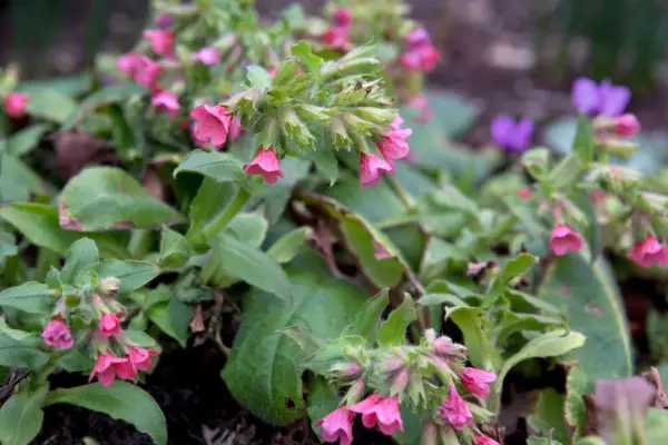Spring flowers - lungwort, Pulmonaria