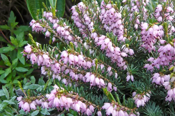 Spring flowers - Erica x darleyensis-