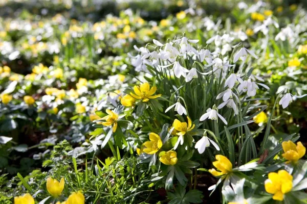 Spring flowers - snowdrops and winter aconites