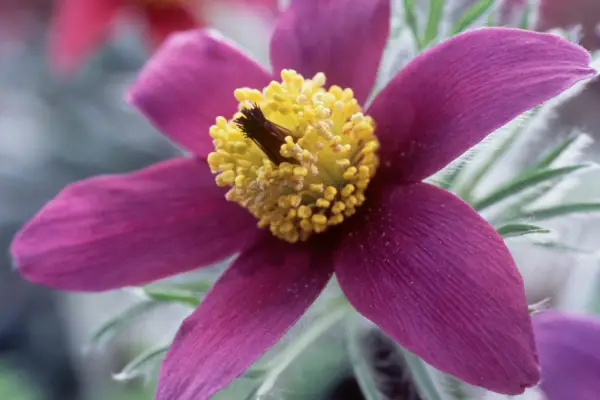 Spring flowers - Pulsatilla flower