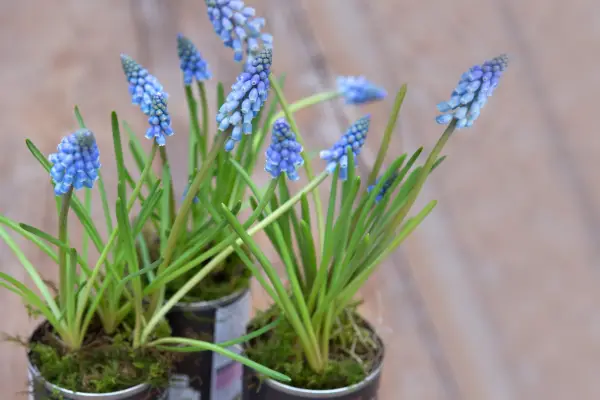 Spring flowers - flowering muscari in tin cans