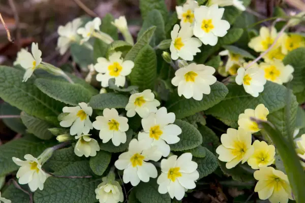 Primrose, Primula vulgaris