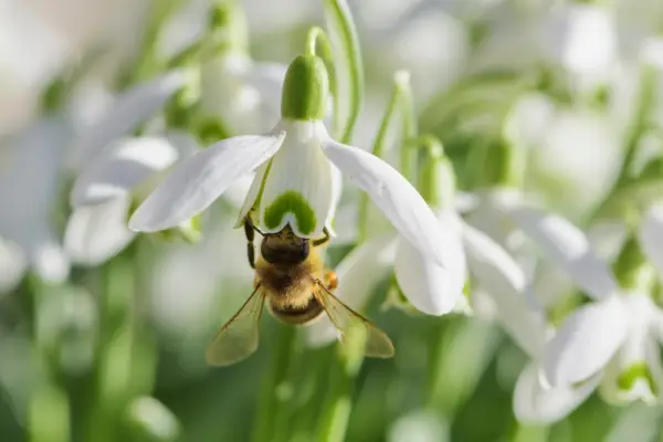 Spring flowers - snowdrops, Galanthus spp