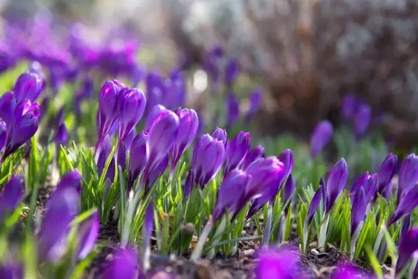 Spring flowers - crocus, Crocus tommasinianus