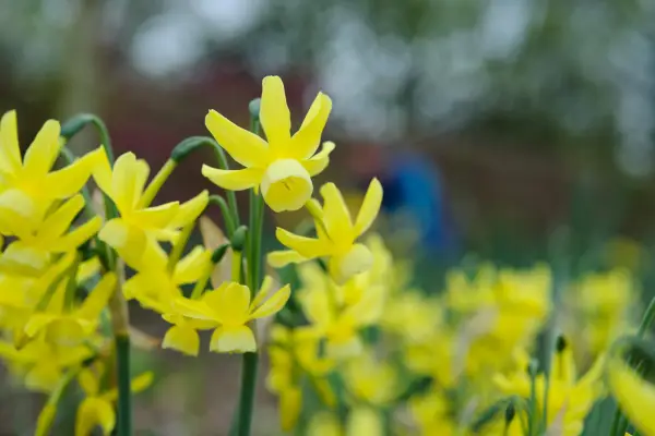 Spring flowers - Daffodils, Narcissus 