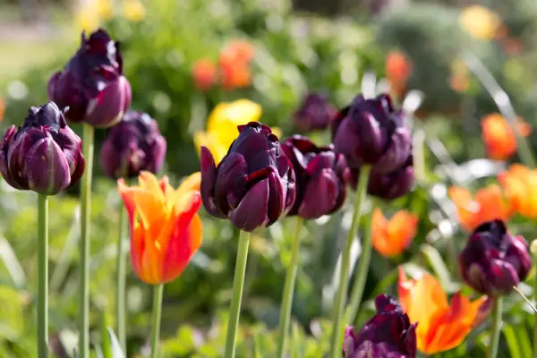Spring flowers - orange and purple tulips growing together
