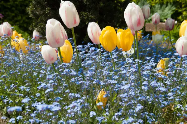 Spring flowers - forget-me-not planted with yellow and white tulips