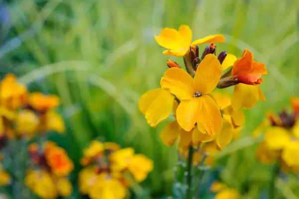 Spring flowers - wallflower, Erysimum cheiri