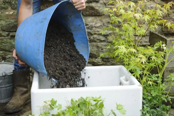 Acer pot display - adding compost