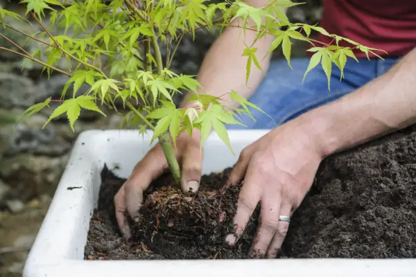 Acer pot display - planting the acer