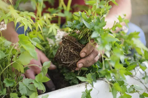 Acer pot display - planting the bleeding heart