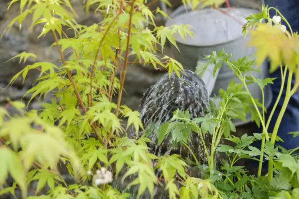 Acer pot display - watering the display