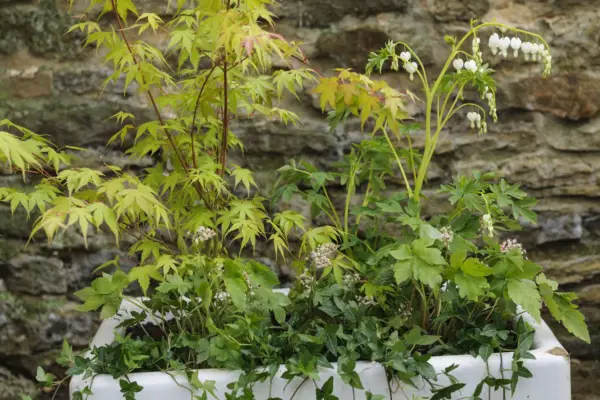 Acer and bleeding heart container display