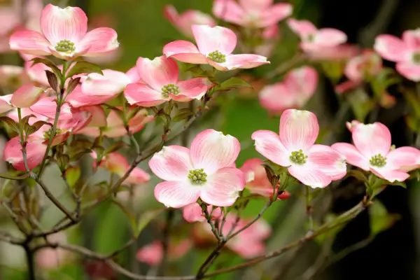 Pink-flowering dogwood, Cornus florida f. rubra. Photo: Getty Images.