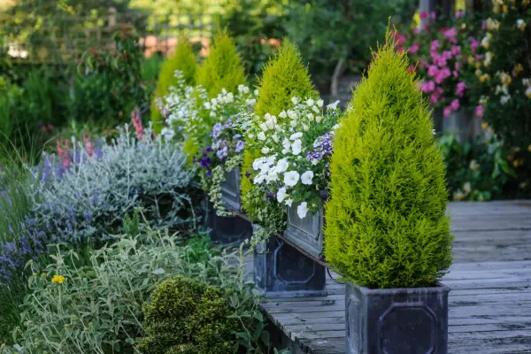 Potted Cupressus sempervirens.