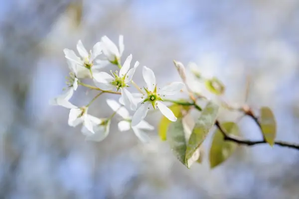 Snowy mespilus blossom, Amelanchier lamarckii.