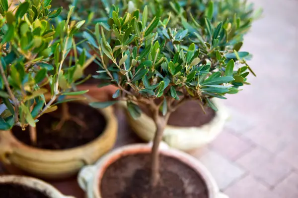 Young olive trees in pots on a terrace. Photo: Getty Images.