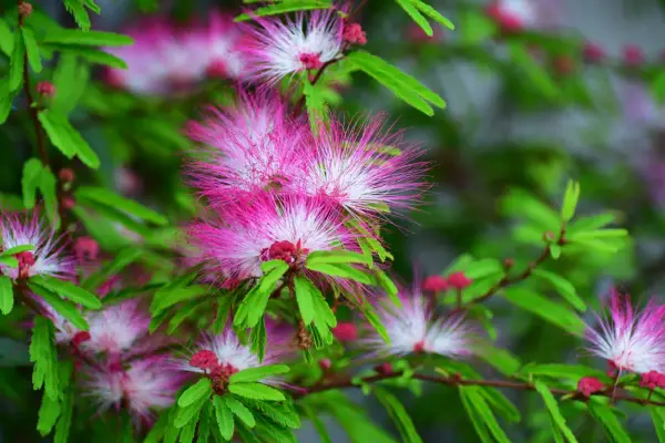 Flowers of Persian silk tree, Albizia julibrissin. Photo: Getty Images.
