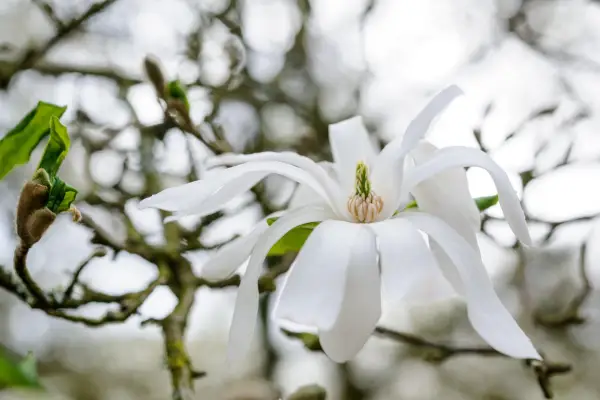 Star magnolia, Magnolia stellata.