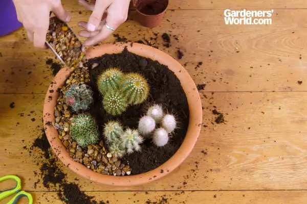 Mixed cacti container display