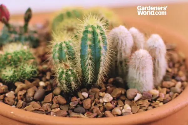 Cactus container Display