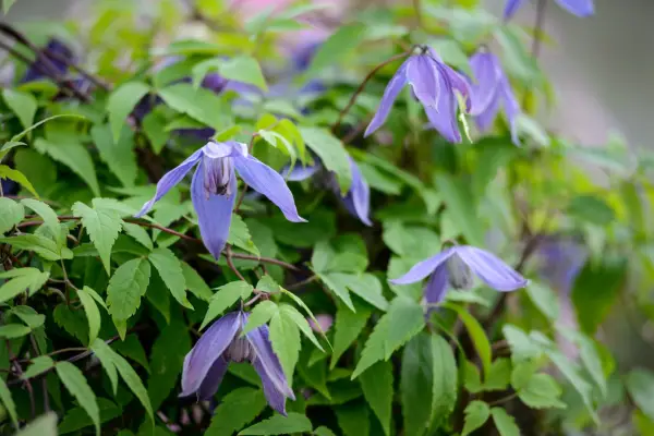 Clematis for shade - Clematis alpina