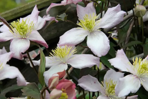 Clematis for shade - Clematis montana 