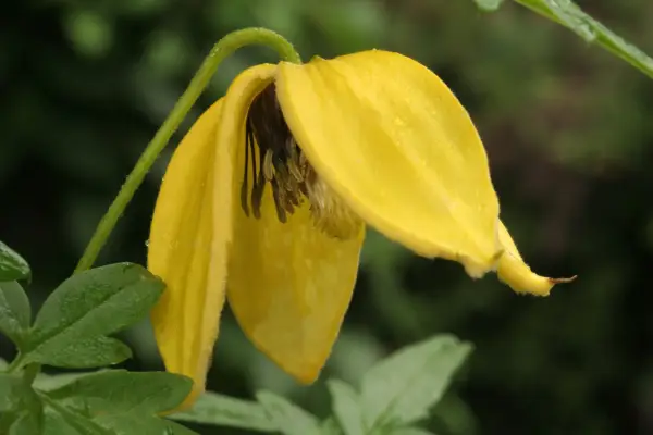 Clematis for shade - Clematis 