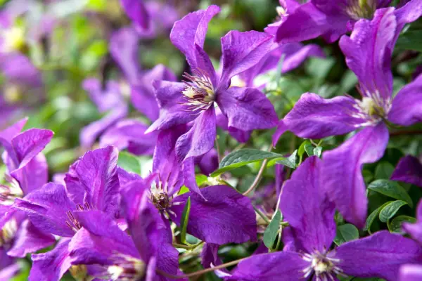 Clematis for shade - Clematis 