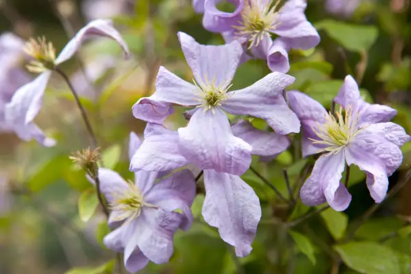Clematis for shade - Clematis 
