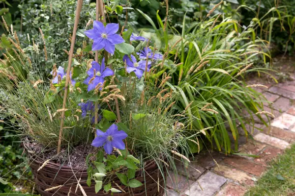 Clematis for shade - Clematis 