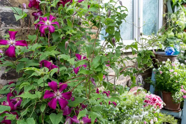 Clematis for shade - Clematis 