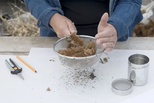 Sieving the seedheads over white paper