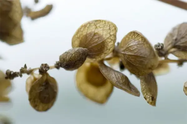 Jak čistit a ukládat semeno na podzim