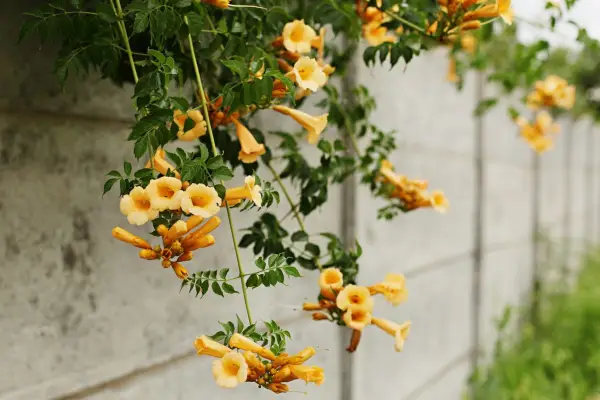 2048x1365_Campsis-radicans-flavus_SEO_GettyImages-596042052