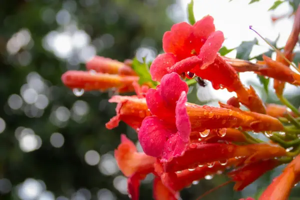 2048x1365_CampsisMadame-Galen_SEO_GettyImages-1272239970