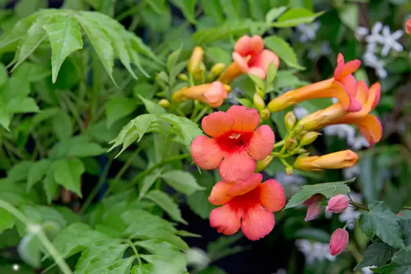 2048x1365_Campsis_SEO_LI3497425@GWLive_16_06_16_S