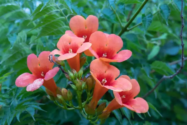 2048x1365_CampsisGrandiflora_SEO_GettyImages-1496102761