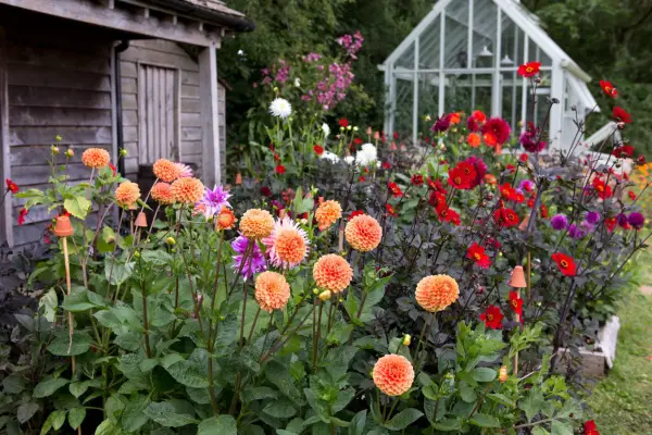 Dahlias in a raised bed