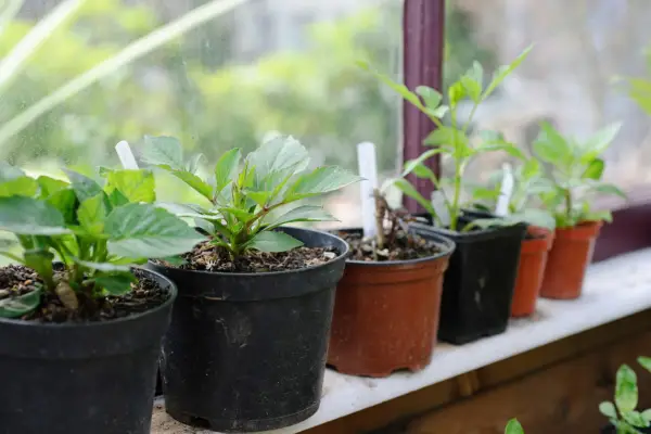 Rooted dahlia tubers on windowsill