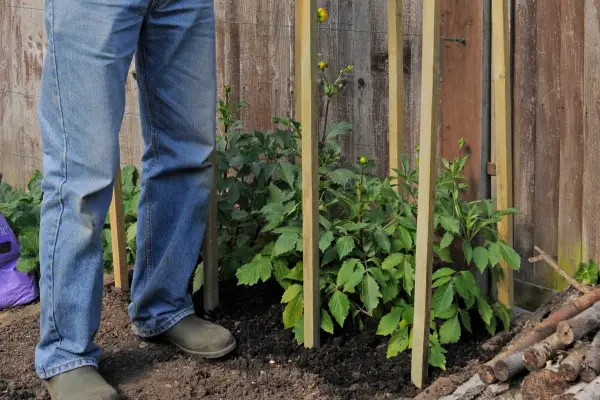Supporting dahlias