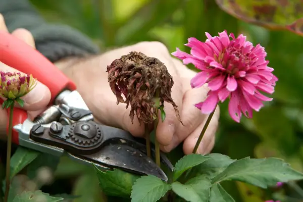 Deadheading dahlias