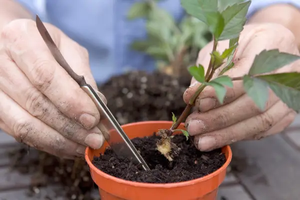 Propagating dahlias