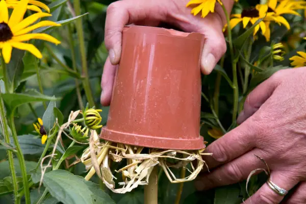 How to grow dahlias - making an earwig trap